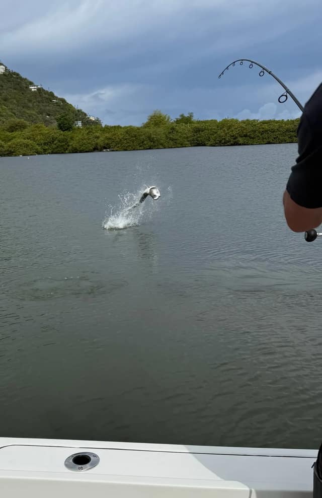 The Tarpon Hunt